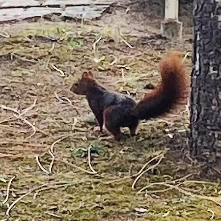 Casa vacanze La Rabolière Quartier Lajarrige à *