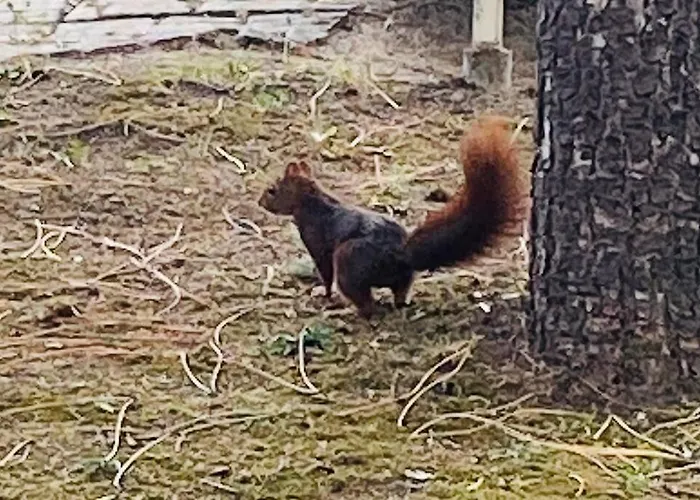 Дом отдыха La Raboliere Quartier Lajarrige A *